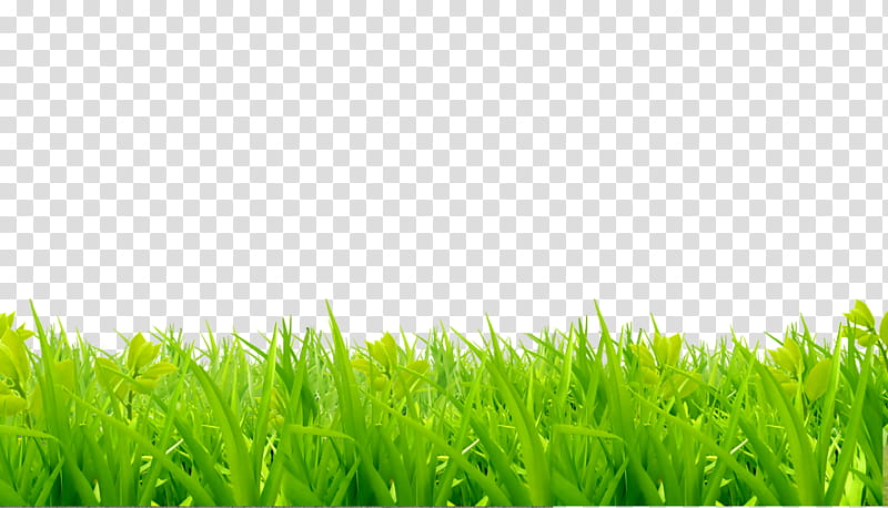 Green Grass, Lawn, Fotolia, Gardening, Nature, Vegetation, Grassland, Natural Landscape transparent background PNG clipart
