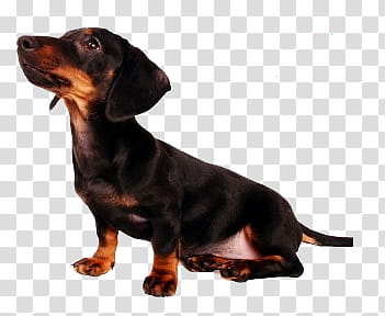 Dog, black dachshund puppy transparent background PNG clipart