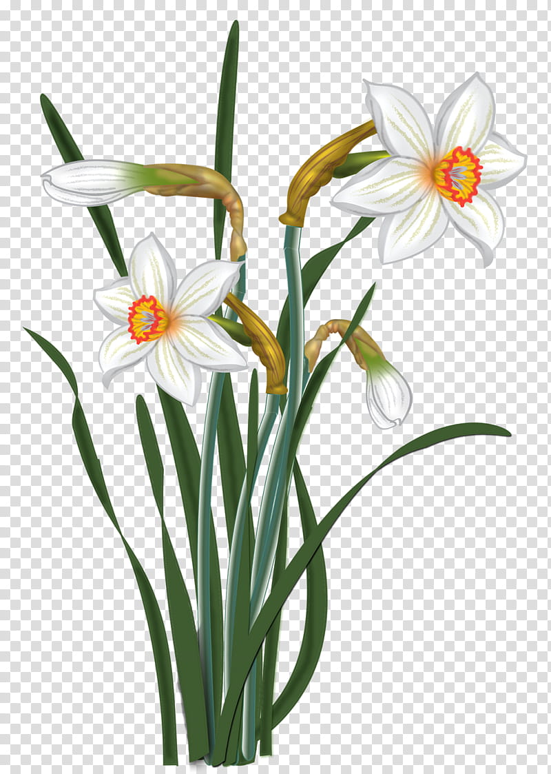 Narcissus, blooming white flowers illustration transparent background PNG clipart