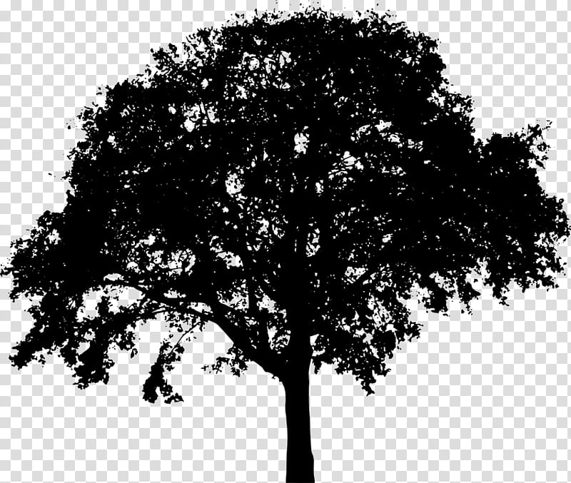 Oak Tree Silhouette, Shrub, Branch, Woody Plant, Leaf, Plane transparent background PNG clipart