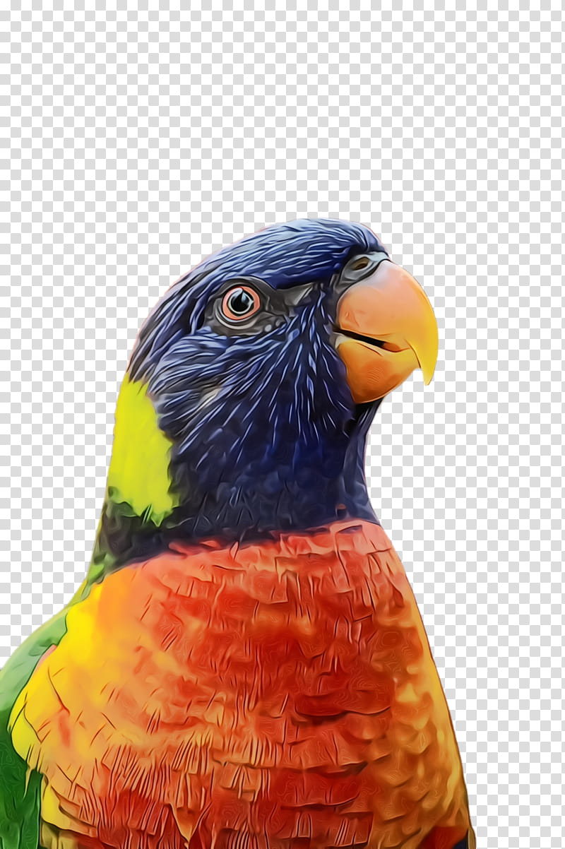 bird beak parrot close-up lorikeet, Watercolor, Paint, Wet Ink, Closeup, Parakeet, Macaw, Wildlife transparent background PNG clipart