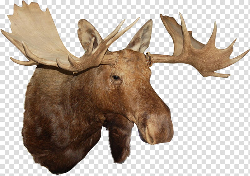 Reindeer, Alaska Moose, Elk, Antler, Horn, Head, Wildlife, Animal Figure transparent background PNG clipart