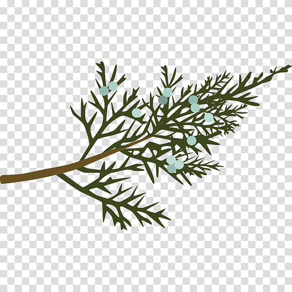 Family Tree, Dinosaur Planet, Twig, Leaf, Sweetgum, Plant Stem, Pine, Juniper transparent background PNG clipart