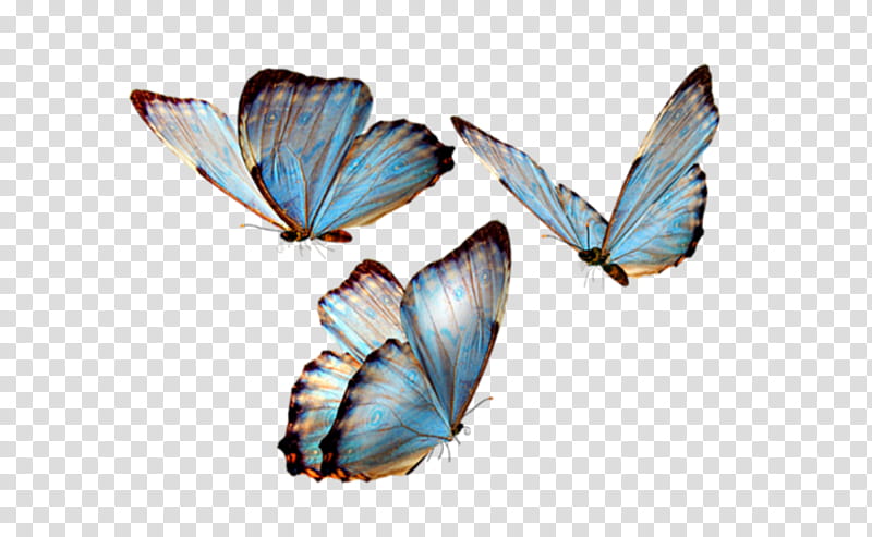 Butterfly, Glasswing Butterfly, Brushfooted Butterflies, Insect, Monarch Butterfly, Borboleta, Aesthetics, Morpho transparent background PNG clipart