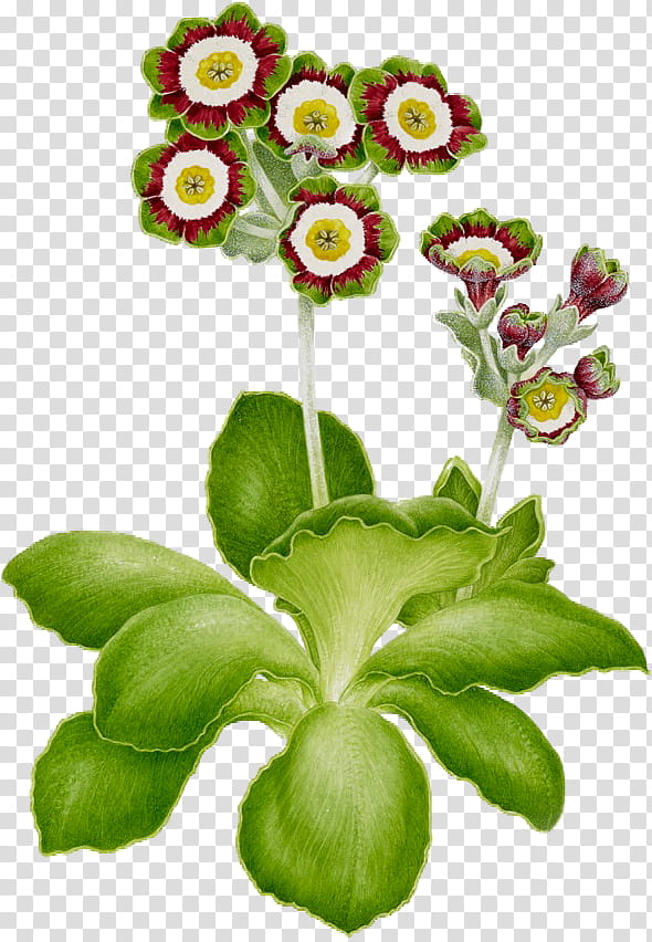 Flowers, Primrose, Cut Flowers, Floral Design, Bears Ear, Plant Stem, Petal, Email transparent background PNG clipart