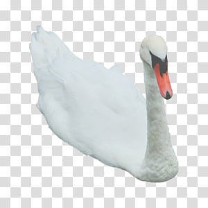 Swan 3, white and orange swan near blue surface transparent background PNG clipart thumbnail