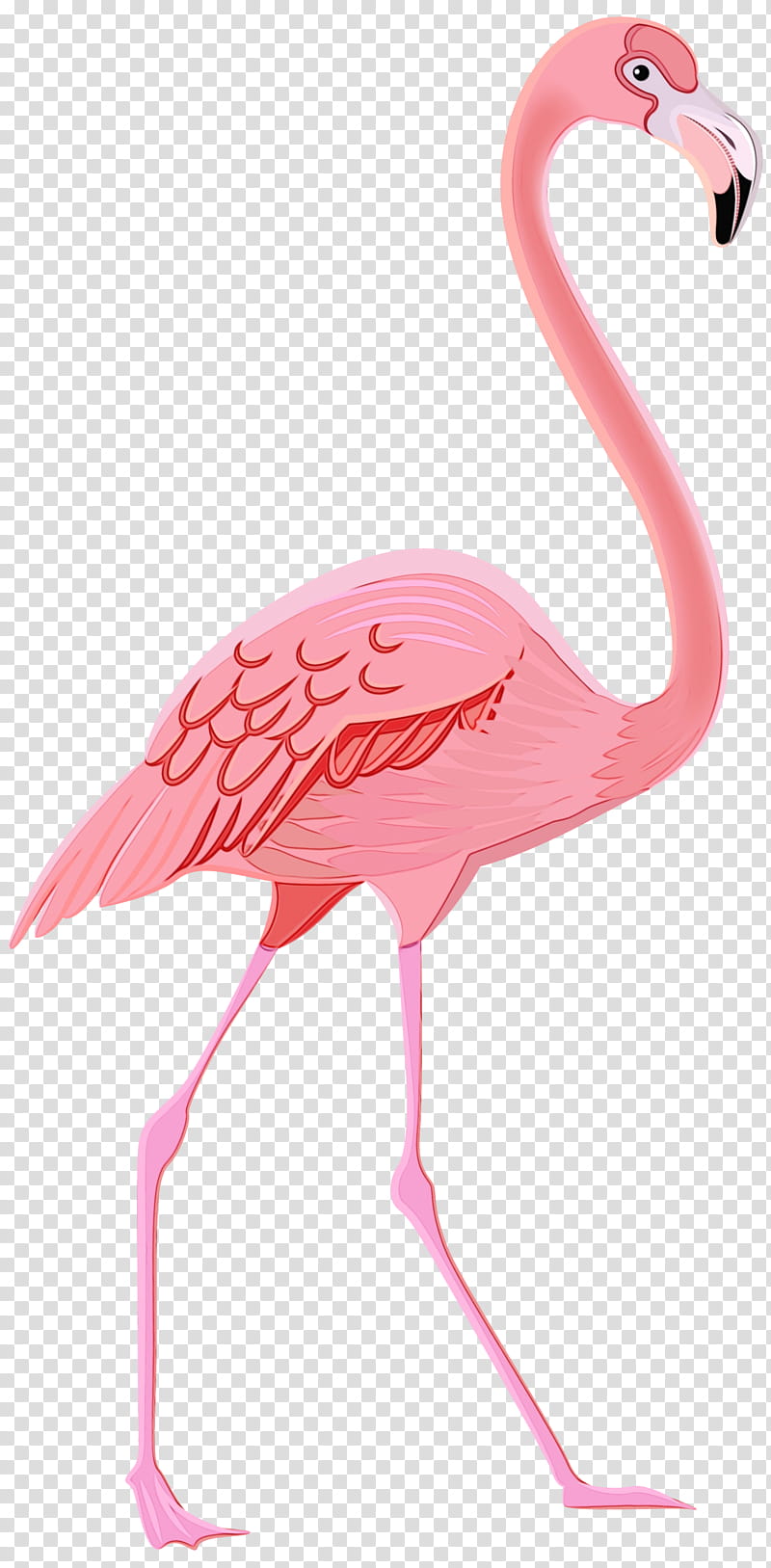 Flamingo Watercolor, Greater Flamingo, Drawing, Plastic Flamingo, Watercolor Painting, Interior Design Services, Swimming Pools, Phoenicopterus transparent background PNG clipart