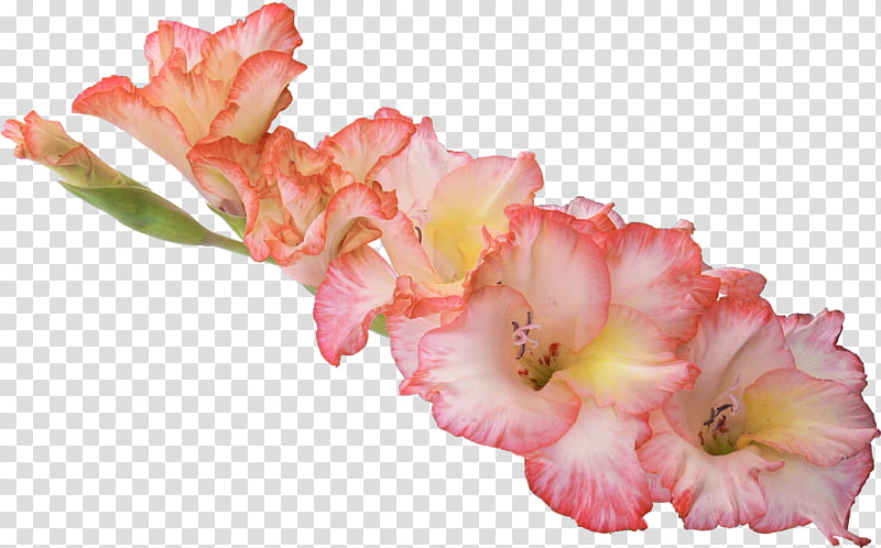 Pink Flower, Gladiolus, Iris Family, Bulb, Cut Flowers, Plants, Petal transparent background PNG clipart