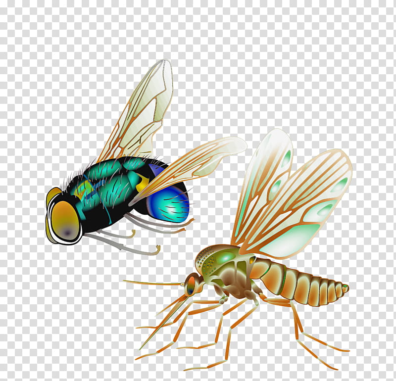 insect pest fly house fly membrane-winged insect, Membranewinged Insect, Blowflies, Tachinidae, Netwinged Insects transparent background PNG clipart