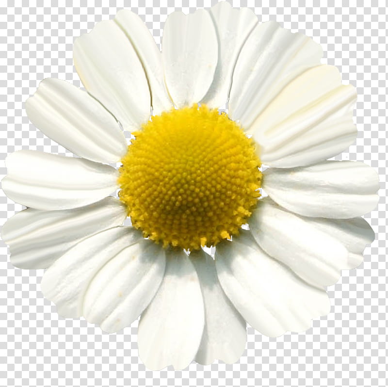 Chamomile, white and yellow flower transparent background PNG clipart