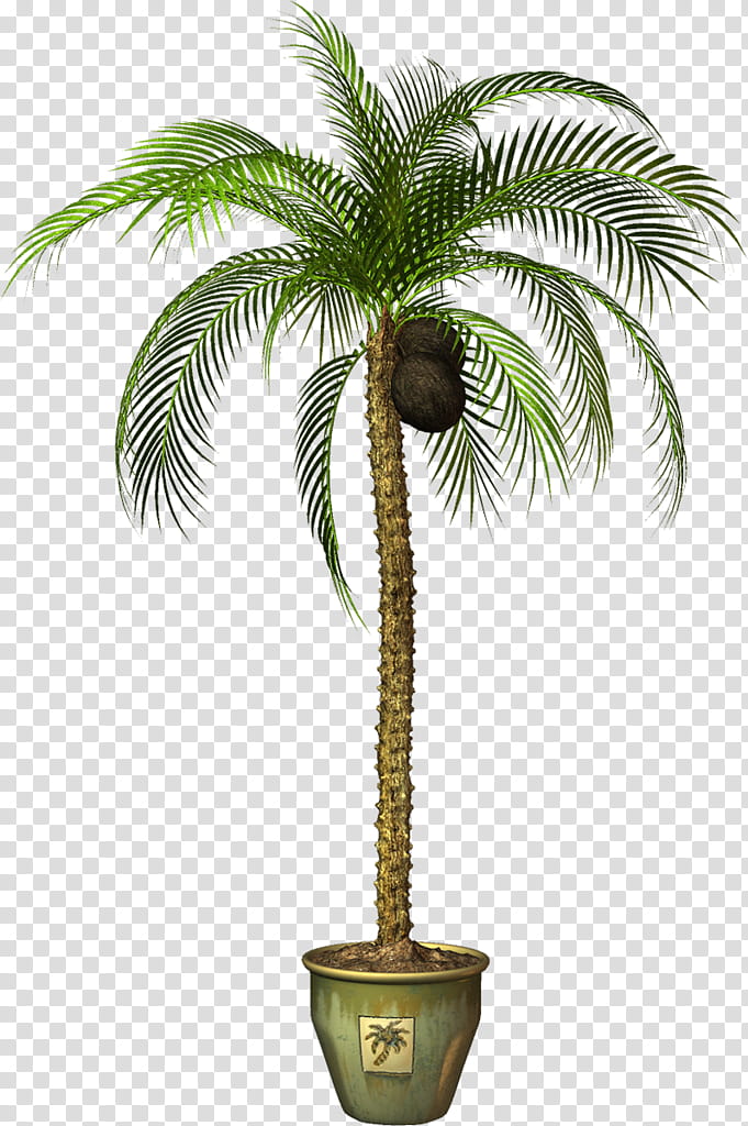 Coconut Tree Drawing, Asian Palmyra Palm, Flowerpot, Palm Trees, Plants, Garden, Ceramic Flower Pots, Painting transparent background PNG clipart