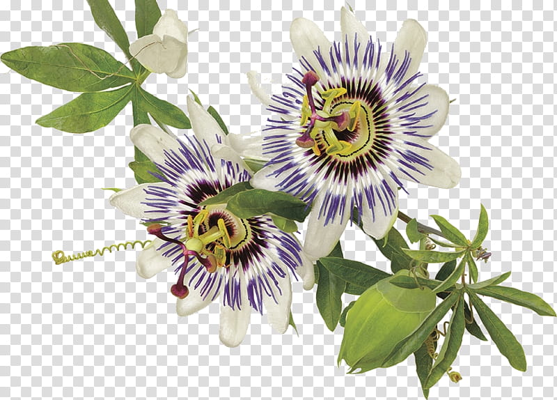 Flower Purple, Alamy, Purple Passionflower, Passion Flower, Plant, Passion Flower Family, Flora, Giant Granadilla transparent background PNG clipart