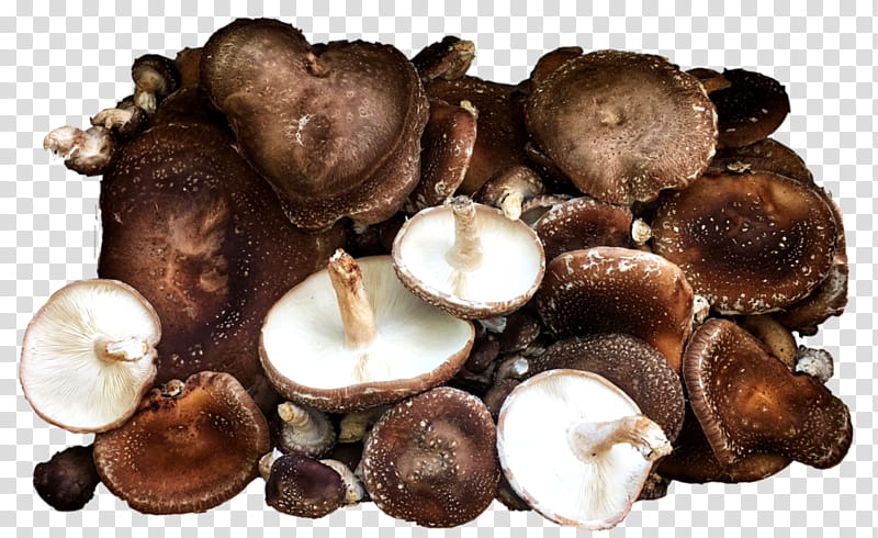shiitake mushroom champignon mushroom agaricus edible mushroom, Ingredient, Pleurotus Eryngii, Oyster Mushroom, Fungus, Russula Integra transparent background PNG clipart