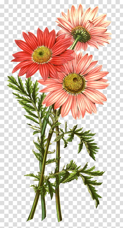 Flowers, Chrysanthemum, Plants, Chrysanthemum Tea, Pyrethrum, Floral Design, Dalmatian Pellitory, Cut Flowers transparent background PNG clipart