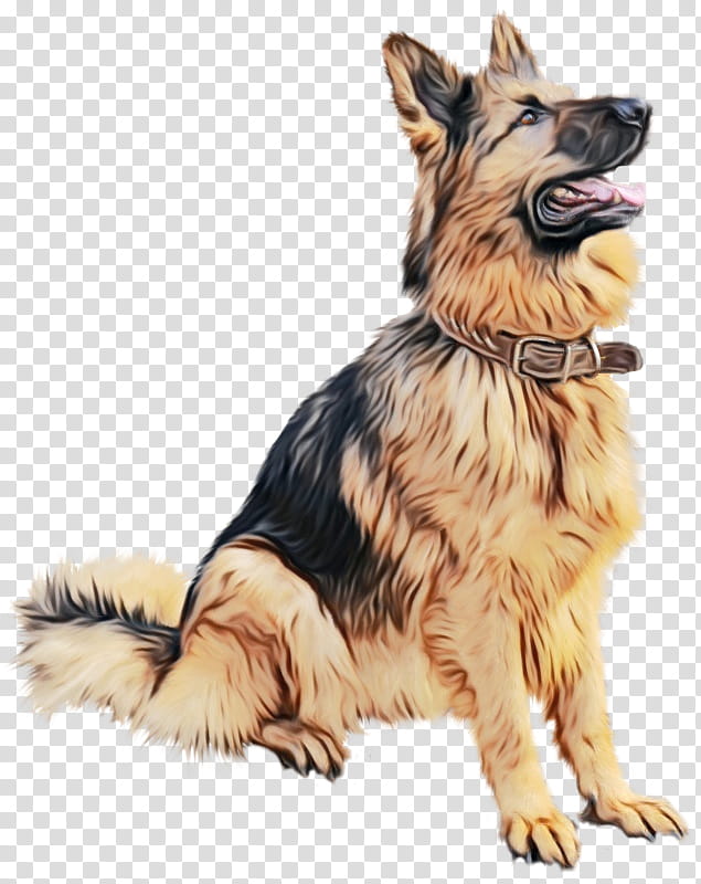 Dog And Cat, Puppy, Old German Shepherd Dog, Golden Retriever, Animal, Pet, King Shepherd, Bohemian Shepherd transparent background PNG clipart