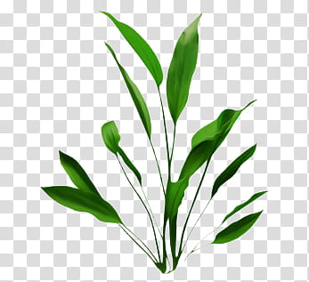 Nature s, green long leafed plant transparent background PNG clipart