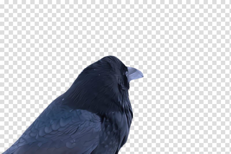bird blue crow beak crow-like bird, Crowlike Bird, Raven, Perching Bird, Songbird transparent background PNG clipart
