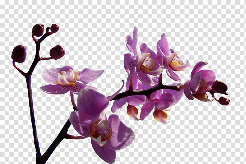orchids, purple orchid transparent background PNG clipart