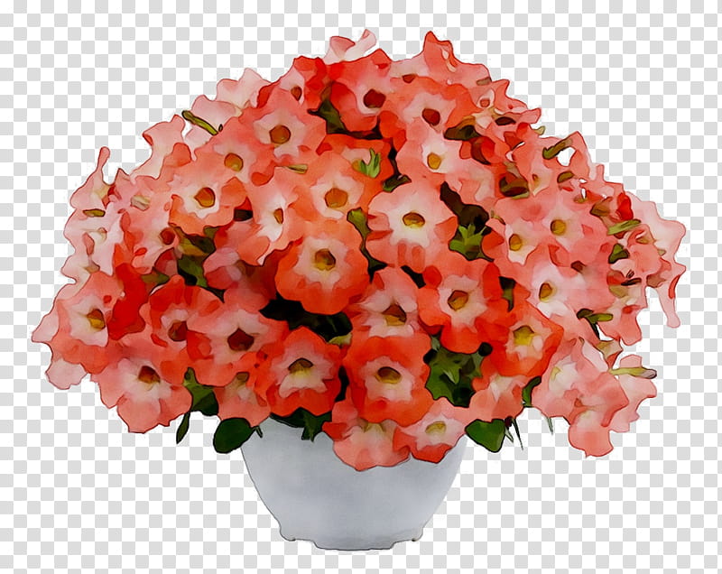 Pink Flower, Floral Design, Cut Flowers, Flower Bouquet, Flowerpot, Begonia, Houseplant, Red transparent background PNG clipart