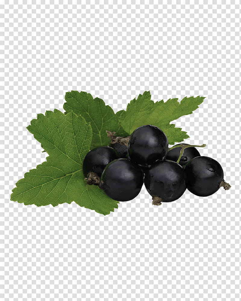 Flower Leaves, Gooseberry, Blackcurrant, Zante Currant, Bilberry, Chokeberry, Fruit, Grape Leaves transparent background PNG clipart