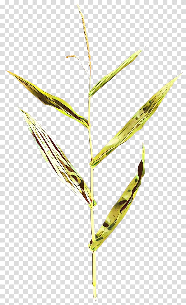 elymus repens plant leaf grass family grass, Twig, Plant Stem, Flower, Sedge Family transparent background PNG clipart