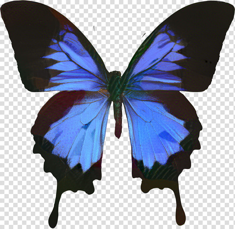 Butterfly, Ulysses Butterfly, Swallowtail Butterfly, Old World Swallowtail, Insect, Odysseus, Swallowtails, Moths And Butterflies transparent background PNG clipart