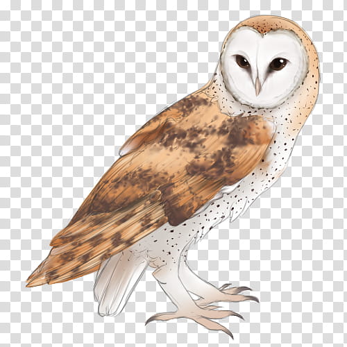 Owl, Beak, Feather, Bird, Barn Owl, Bird Of Prey, Wildlife transparent background PNG clipart