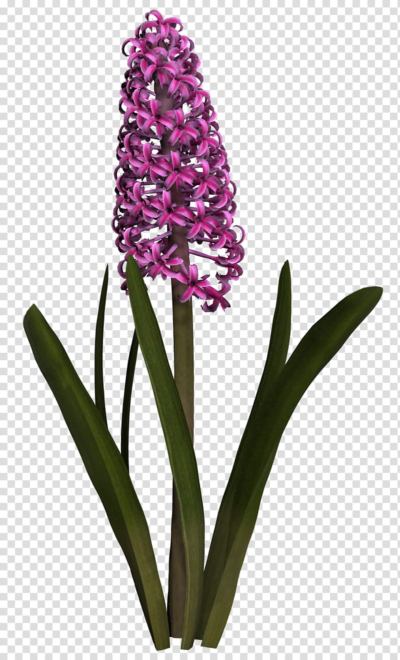 Hyacinth, pink lupine flower cartoon transparent background PNG clipart