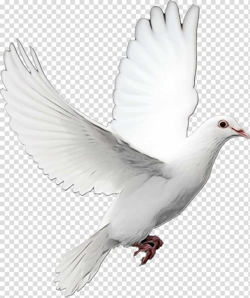 Dove Bird, Pigeons And Doves, Animal, Typical Pigeons, Rock Dove, White, Beak, Feather transparent background PNG clipart