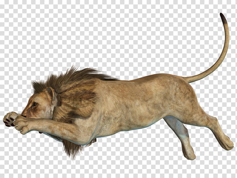 Lion , jumping brown lion transparent background PNG clipart