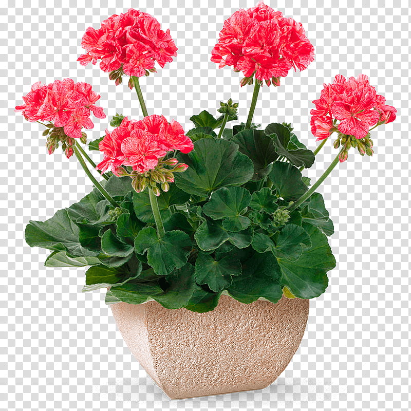 Pink Flower, Pelargonium Zonale, Ivy Geranium, Garden Geranium, Sweet Scented Geranium, Regal Pelargonium, Plants, Duftpelargonie transparent background PNG clipart