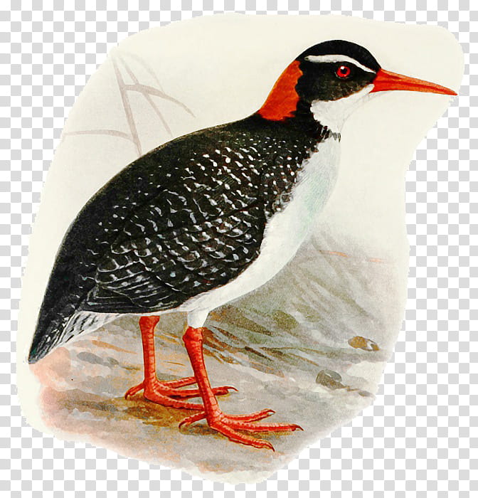 Cartoon Bird, Tahiti Rail, EXTINCTION, Bird Extinction, Okinawa Rail, Endangered Species, Swamphen, Gallirallus transparent background PNG clipart