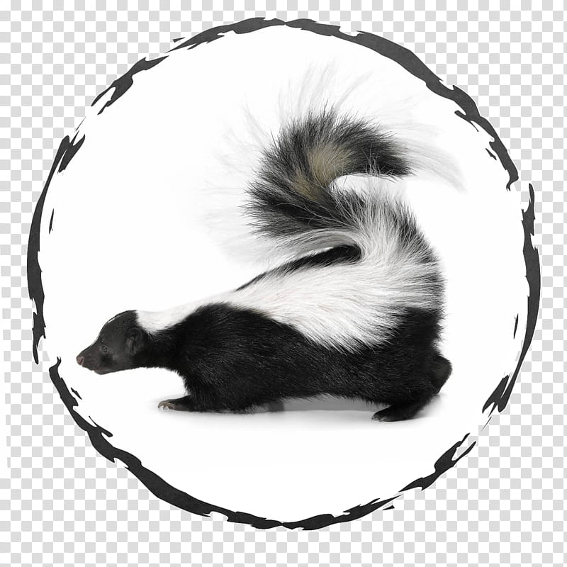 Dog And Cat, Skunk, Pet, Striped Skunk, Raccoon, Nuisance Wildlife Management, Living Room, Exodus Exterminating Inc transparent background PNG clipart