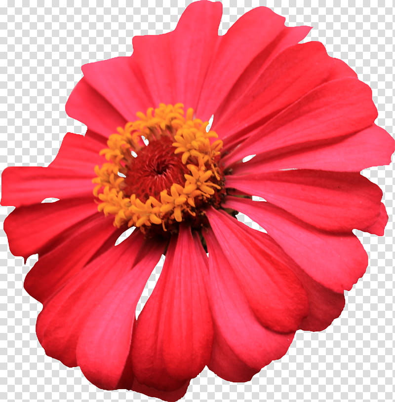 Red Single Layer Zinnia, red petaled flwer transparent background PNG clipart