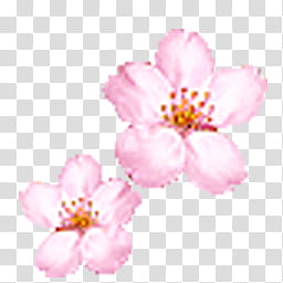 flor de cerezo LP, two pink flowers transparent background PNG clipart