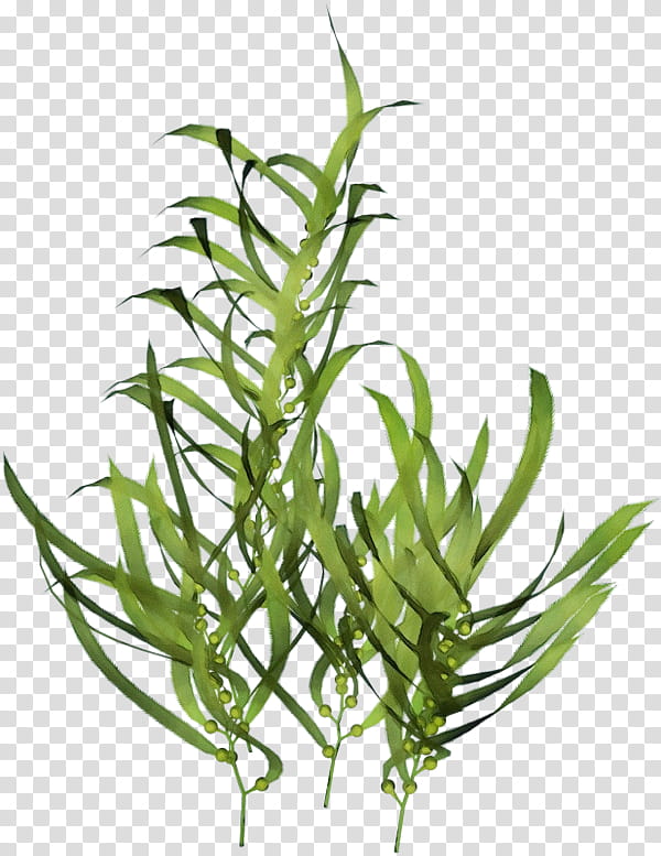 aquarium decor plant flower leaf grass, Watercolor, Paint, Wet Ink, Grass Family, Tarragon, Plant Stem, Herb transparent background PNG clipart