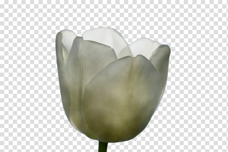 White Lily Flower, Tulip, Flora, Blossom, Petal, Plant, Lily Family, Magnolia transparent background PNG clipart