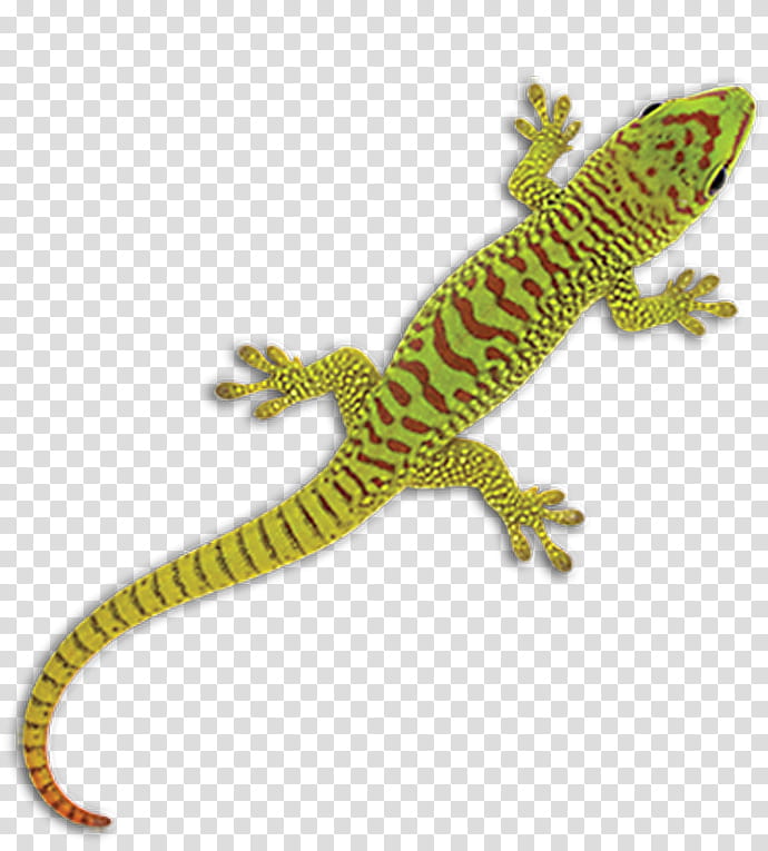 Easter, Agamas, Gecko, Amphibians, Lacertids, Animal, Wild Edge Inc, Easter transparent background PNG clipart