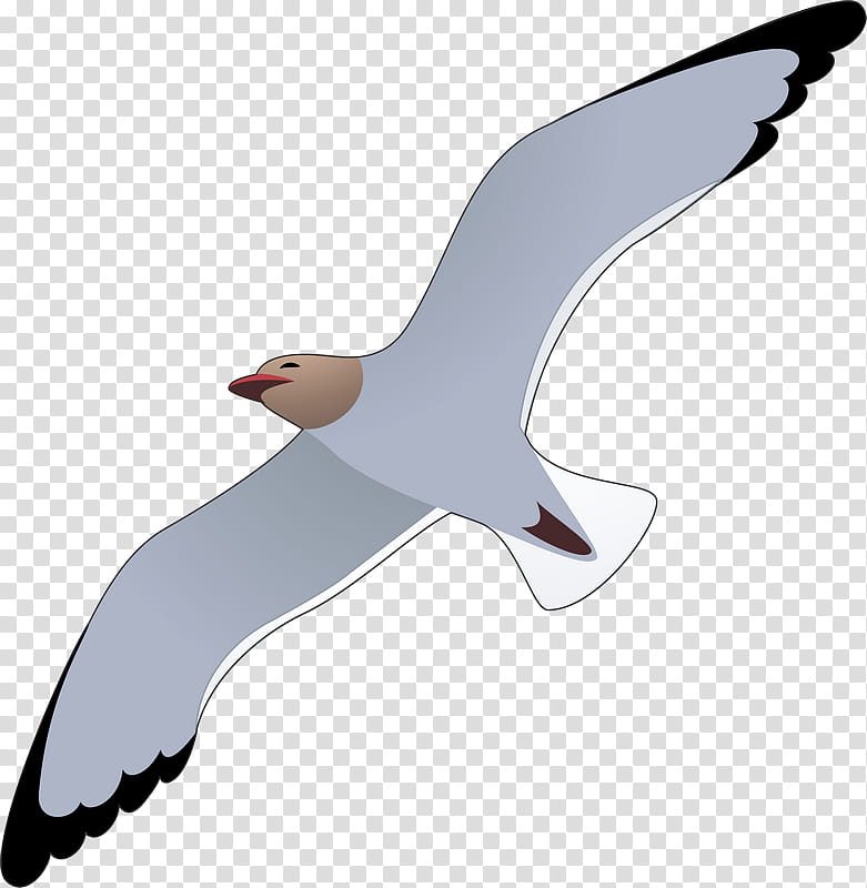 Bird Wing, Gulls, European Herring Gull, Mouette, Laridae, Seabird, Common Gull, Sternidae transparent background PNG clipart