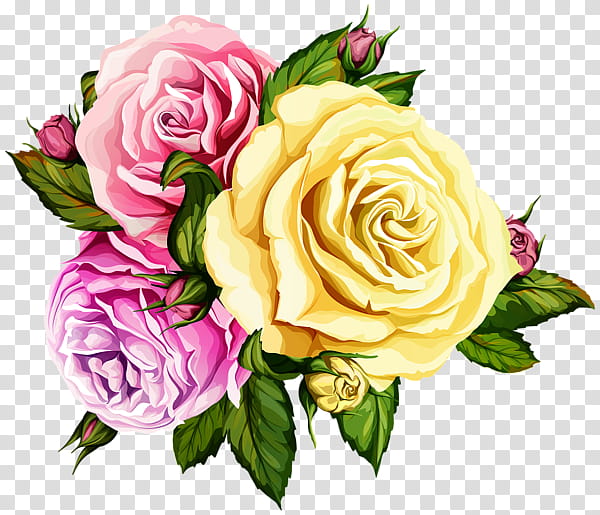 Pink Flowers, Garden Roses, Cabbage Rose, Blog, Floral Design, Roses , Cut Flowers, Floribunda transparent background PNG clipart