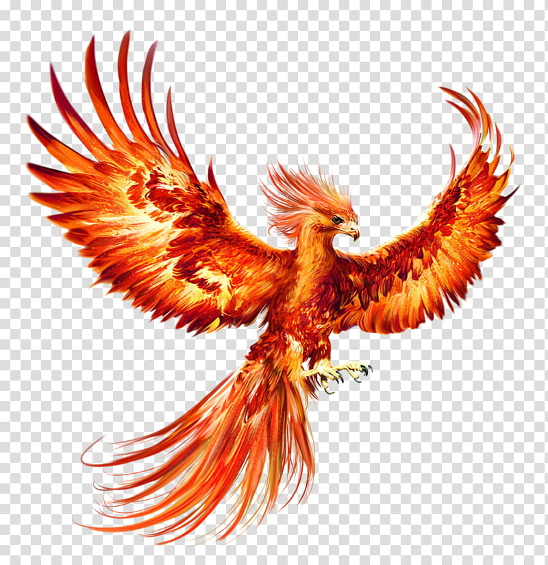 Phoenix Bird, Drawing, Chicken, Painting, Digital Art, Eagle, Beak, Bird Of Prey, Feather transparent background PNG clipart