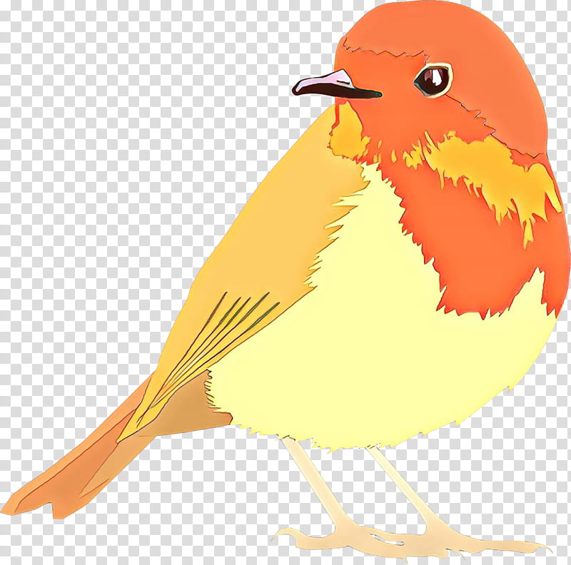 Robin Bird, European Robin, Old World Flycatchers, Beak, Feather, Landfowl, Orange Sa, Songbird transparent background PNG clipart