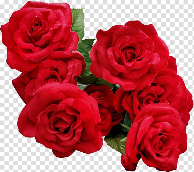ROSES , red rose illustration transparent background PNG clipart