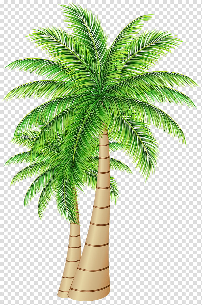 Date Tree Leaf, Palm Trees, Date Palm, Coconut, Pygmy Date Palm, Canary Island Date Palm, Palm Branch, Arecales transparent background PNG clipart