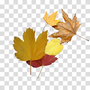 Autumn Leaf Drawing, Autumn Leaf Color, Season, Summer
, Instagram, Maple Leaf, Abscission, Petal transparent background PNG clipart thumbnail