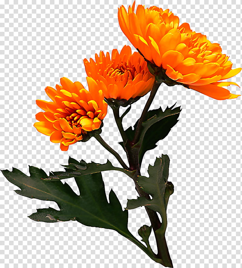 Orange, Flower, Flowering Plant, English Marigold, Yellow, Petal, Calendula, Tagetes transparent background PNG clipart