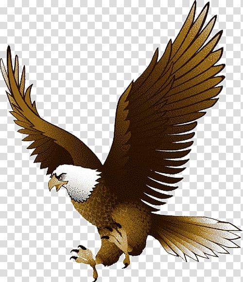 Sea Bird, Eagle, Bald Eagle, Document, Sea Eagle, Bird Of Prey, Accipitridae, Golden Eagle transparent background PNG clipart