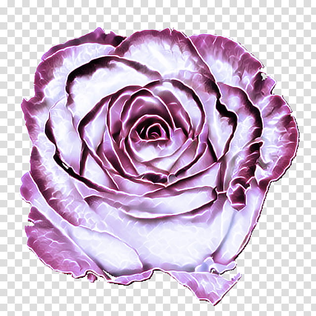 Garden roses, Violet, Pink, Purple, Flower, Petal, Hybrid Tea Rose, Rose Family transparent background PNG clipart