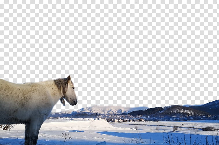 wildlife przewalski's horse water arctic adaptation, Przewalskis Horse, Snout, Sky, Arctic Ocean, Winter
, Landscape transparent background PNG clipart