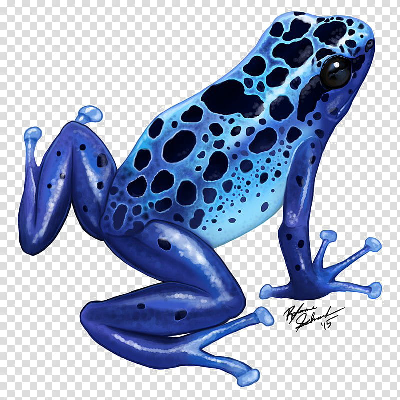 blue tree frog clip art